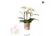 Phalaenopsis multiflora wit 3 tak norway kolibri orchids 