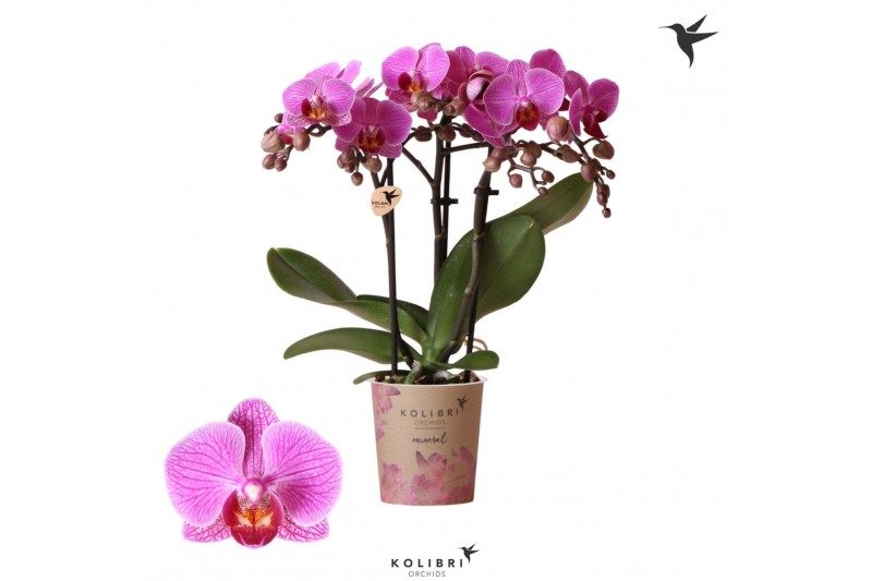 Phalaenopsis multiflora paars 3 tak hamburg kolibri orchids 