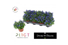 Gentiana scabra luis easy blue