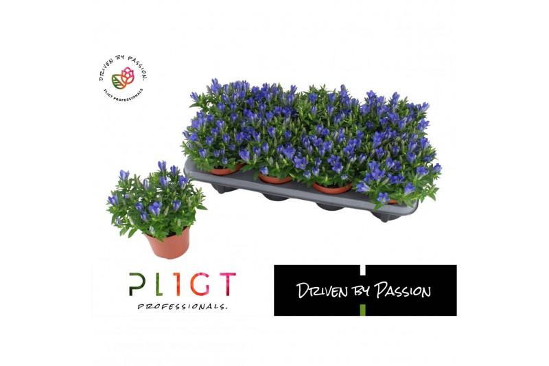 Gentiana scabra luis easy blue 