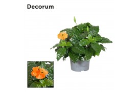 Crossandra fortuna Decorum