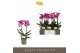 Phalaenopsis multiflora paars Optimost - Roma - 2 tak 