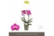Phalaenopsis multiflora paars Optimost - Roma - 2 tak 