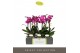 Phalaenopsis multiflora paars Optimost - Roma - 2 tak 