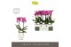 Phalaenopsis multiflora paars Optimost - Roma - 2 tak - Emilia White A 