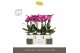 Phalaenopsis multiflora paars Optimost - Roma - 2 tak - Emilia White A 