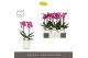 Phalaenopsis multiflora paars Optimost - Roma - 2 tak - Molise White A 