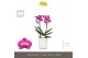 Phalaenopsis multiflora paars Optimost - Roma - 2 tak - Molise White A 