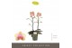 Phalaenopsis multiflora geel Optimost - Belle Helene - 2 tak 