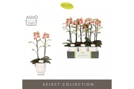 Phalaenopsis multiflora geel Optimost Belle Helene 2 spike in Emilia W