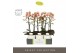 Phalaenopsis multiflora geel Optimost - Belle Helene - 2 tak - Emilia  