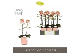 Phalaenopsis multiflora geel Optimost Belle Helene 2 spike in Molise S