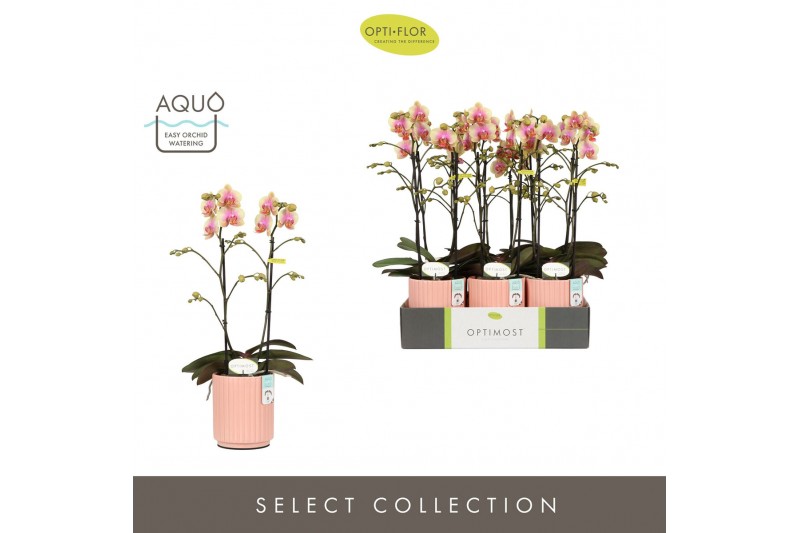 Phalaenopsis multiflora geel Optimost - Belle Helene - 2 tak - Molise  