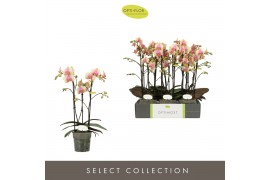 Phalaenopsis multiflora geel Optimost - Belle Helene - 3 tak