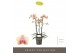 Phalaenopsis multiflora geel Optimost - Belle Helene - 3 tak 