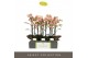 Phalaenopsis multiflora geel Optimost - Belle Helene - 3 tak 