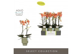 Phalaenopsis multiflora paprika Optimost -  Paprika - 2 tak - Emilia G