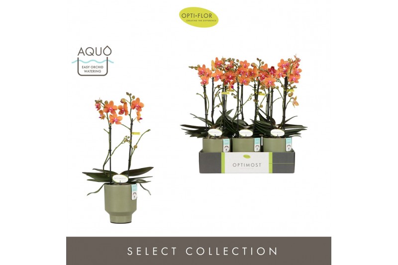 Phalaenopsis multiflora paprika Optimost -  Paprika - 2 tak - Emilia G 