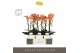 Phalaenopsis multiflora paprika Optimost - Paprika - 2 tak - Emilia Wh 