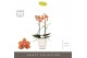 Phalaenopsis multiflora paprika Optimost - Paprika - 2 tak - Emilia Wh 
