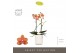 Phalaenopsis multiflora paprika Optimost - Paprika - 2 tak - Molise Wh 