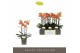 Phalaenopsis multiflora paprika Optimost - Paprika - 3 tak 