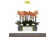 Phalaenopsis multiflora paprika Optimost - Paprika - 3 tak 