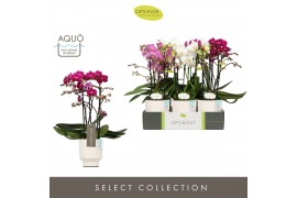 Phalaenopsis multiflora mix Optimost Sensual Mix 3 spike in Emilia Whi