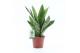 Sansevieria trifasciata Sansevieria Aubrytiana 