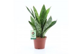 Sansevieria trifasciata Sansevieria Aubrytiana