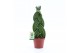 Sansevieria cylindrica Sansevieria Cylindrica Braid 