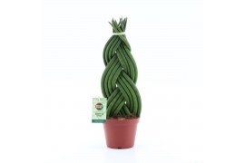 Sansevieria cylindrica Sansevieria Cylindrica Braid