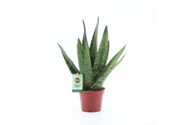 Sansevieria zeylanica Sansevieria zeylanica Fan
