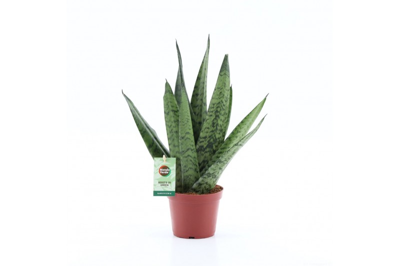 Sansevieria zeylanica Sansevieria zeylanica Fan 