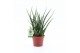 Sansevieria fernwood 