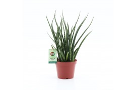 Sansevieria fernwood