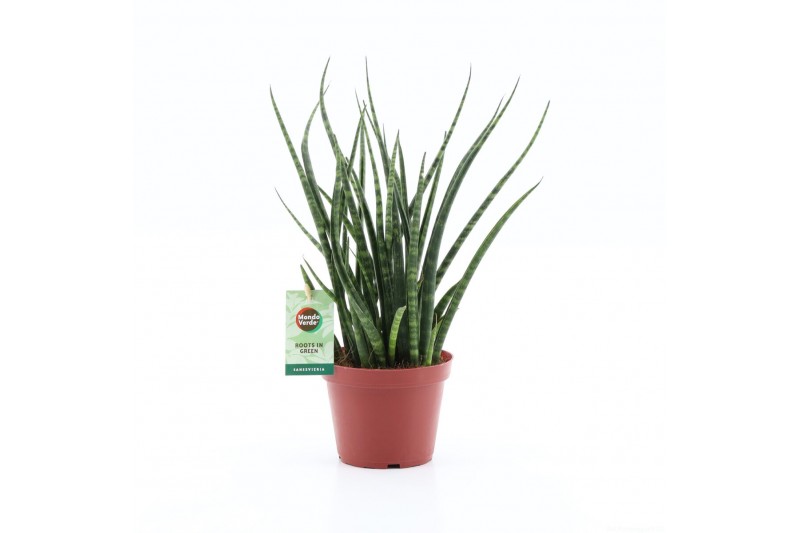 Sansevieria fernwood 