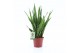 Sansevieria kirkii 