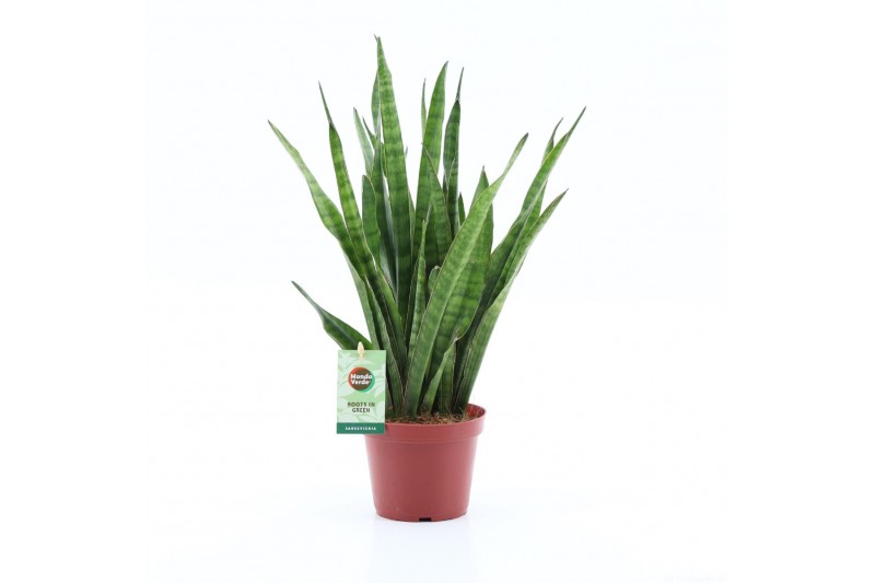 Sansevieria kirkii 