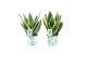 Sansevieria trifasciata futura superba Sansevieria Futura Superba in P 
