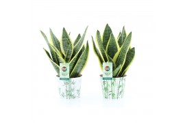 Sansevieria trifasciata futura superba Sansevieria Futura Superba in P