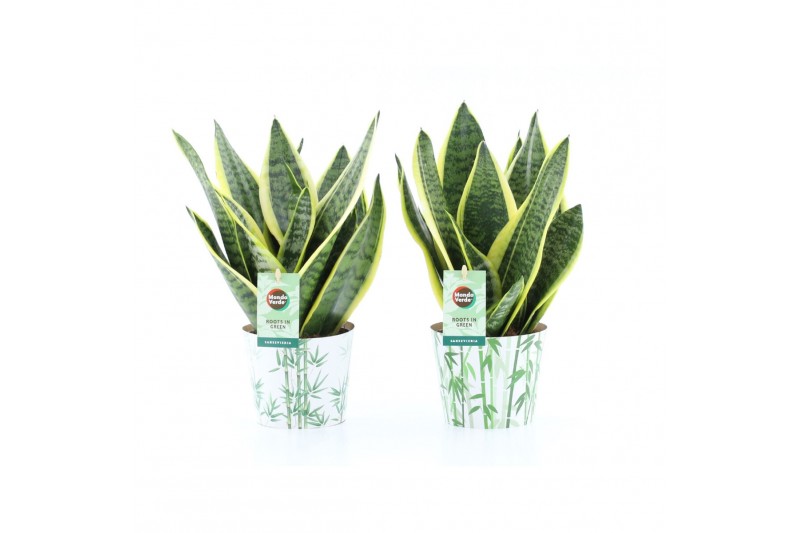 Sansevieria trifasciata futura superba Sansevieria Futura Superba in P Sansevieria trifasciata futura superba Sansevieria Futura Superba in P