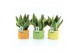Sansevieria trifasciata futura superba Sansevieria futura Superba in D 
