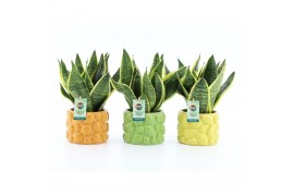 Sansevieria trifasciata futura superba Sansevieria futura Superba in D