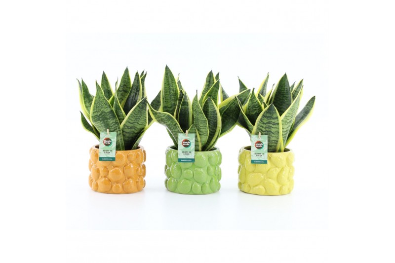 Sansevieria trifasciata futura superba Sansevieria futura Superba in D Sansevieria trifasciata futura superba Sansevieria futura Superba in D