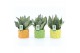 Sansevieria trifasciata black coral Sansevieria Black Coral in Dolce F 