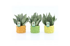 Sansevieria trifasciata black coral Sansevieria Black Coral in Dolce F