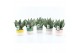 Sansevieria trifasciata black coral Sansevieria Black Coral in Two Ton 