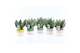 Sansevieria trifasciata black coral Sansevieria Black Coral in Two Ton