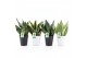 Sansevieria Sansevieria Mix in Zwart & Wit keramiek 3 pp 